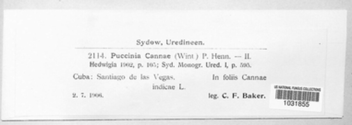 Puccinia cannae image